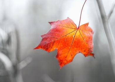 Red Maple Leaf On Grey