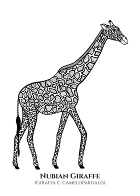 Nubian Giraffe with Names