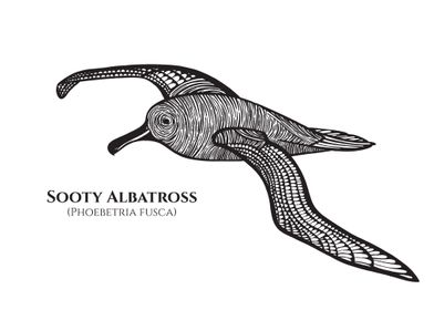 Sooty Albatross with Names