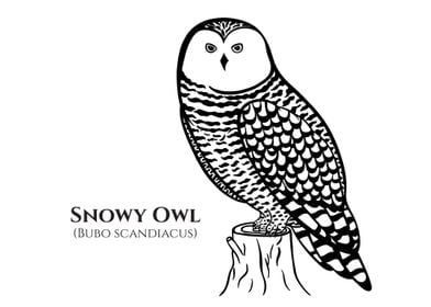 Snowy Owl with Latin name
