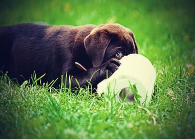 Labradors Pet Love