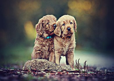 Labradors Pet Love