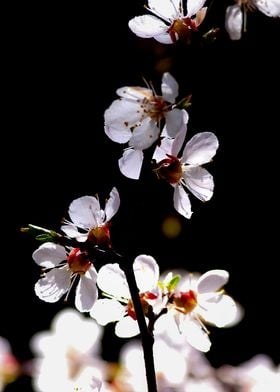 Stunning Japanese Apricot