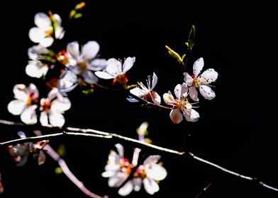 Impressive Apricot Flowers