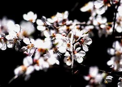 Mix Of Sunlit Blossoms