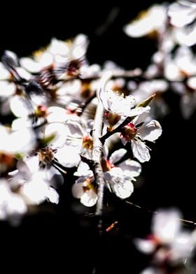 Mix Of Sunlit Blossoms