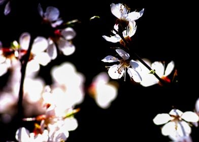 Beautiful Apricot Flowers