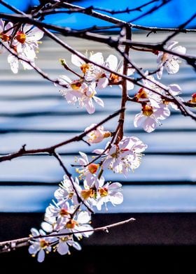 Flowers Of An Apricot Tree