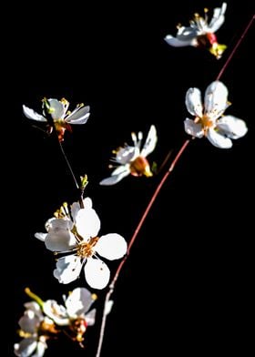 White Japanese Apricot