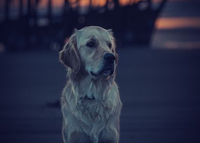 Labradors Pet Love