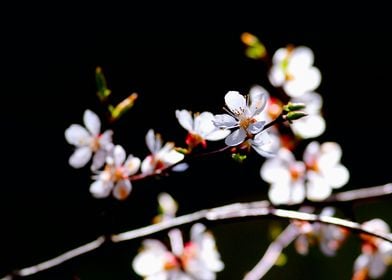 White Apricot Flowers