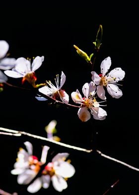 Impressive Apricot Flowers