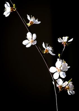 Branch Of Apricot Blossoms