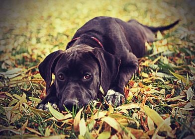 Labradors Pet Love