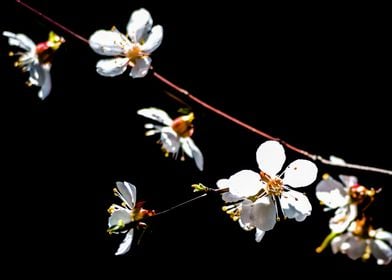 White Japanese Apricot