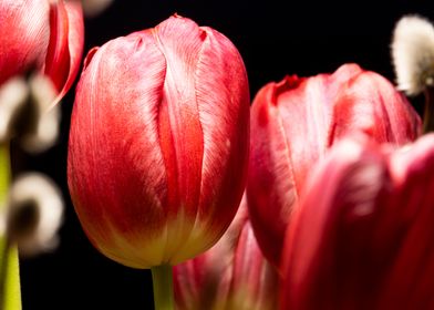 A red tulip