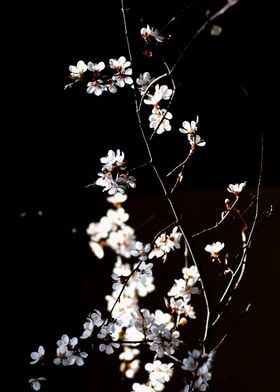 Japanese Apricot Branch