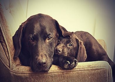 Labradors Pet Love