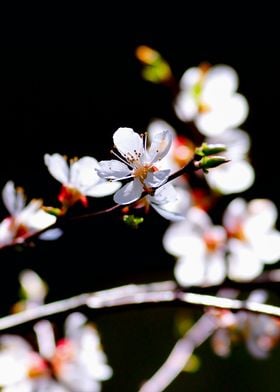 White Apricot Flowers