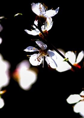 Beautiful Apricot Flowers