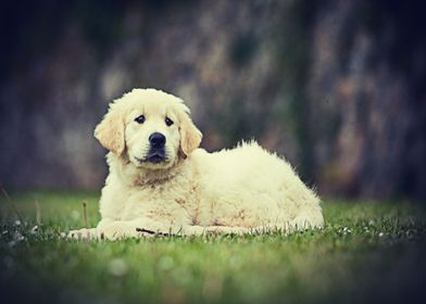 Labradors Pet Love