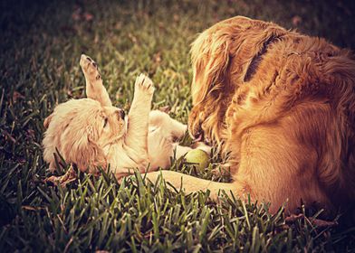 Labradors Pet Love