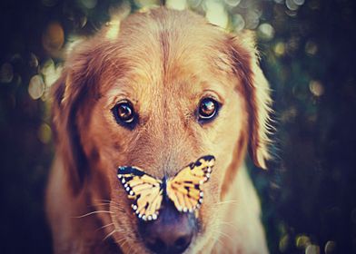 Labradors Pet Love