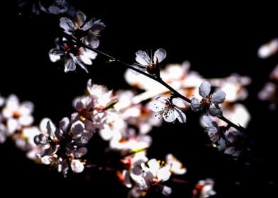 Japanese Apricot Blossoms