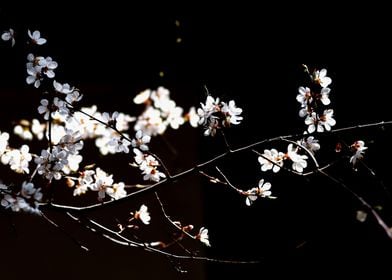 Japanese Apricot Branch