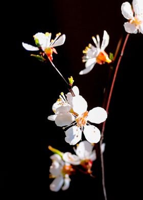 Pleasant Japanese Apricot