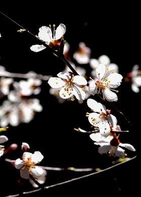 Marvelous Japanese Apricot