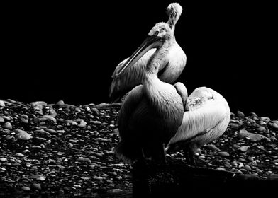 Pelican in monochrome