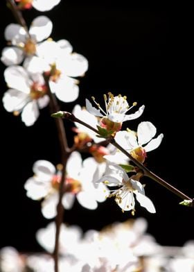 Sunlit Apricot Flowers 