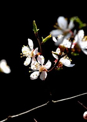 Small Twig Of Apricot Tree