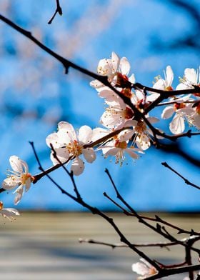 Delicate Japanese Apricot