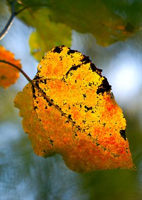 Yellow Aspen Leaf In Fall