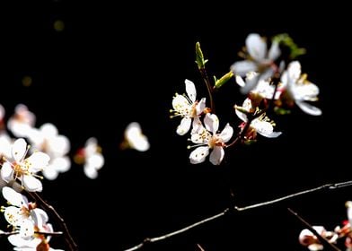 Small Twig Of Apricot Tree