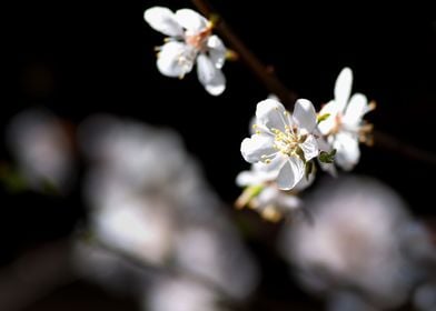 Apricot Flowers On Black