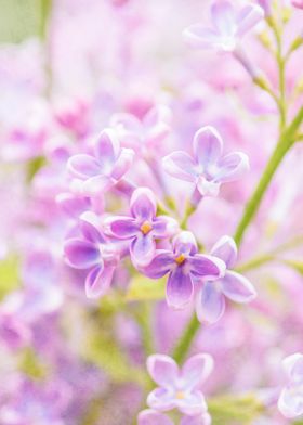 Cluster Of Pink Lilacs