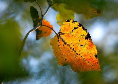 Yellow Aspen Leaf In Fall