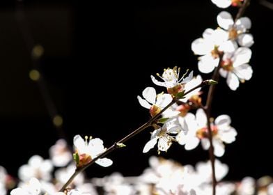 Sunlit Apricot Flowers 