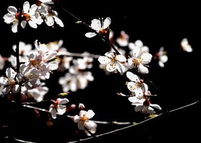 Marvelous Japanese Apricot