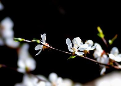 Nice Japanese Apricot