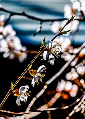 Japanese Apricot In Spring