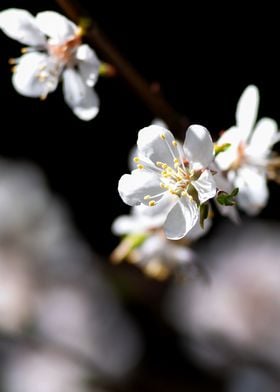 Apricot Flowers On Black