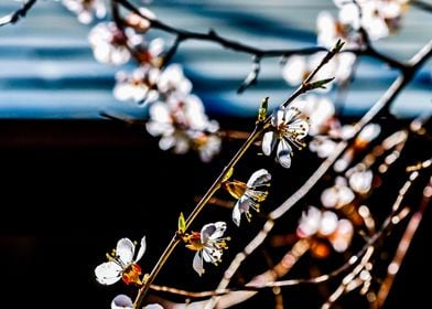 Japanese Apricot In Spring