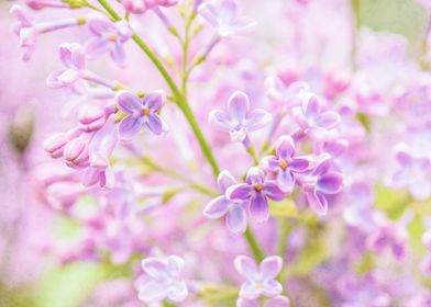 Cluster Of Pink Lilacs