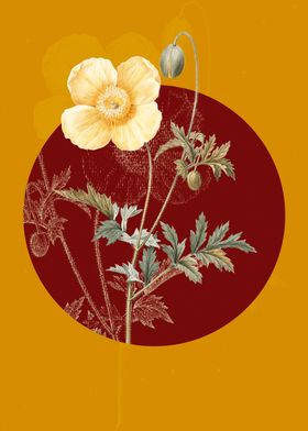 Yellow Welsh Poppy Flowers