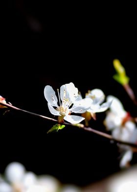 Nice Japanese Apricot