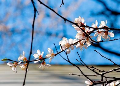 Delicate Japanese Apricot